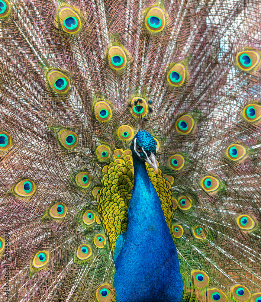 Obraz premium Portrait of a peacock in a zoo