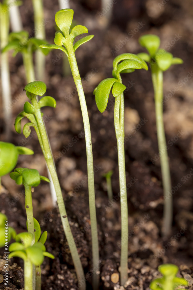 Obraz premium A small plant grows from the ground