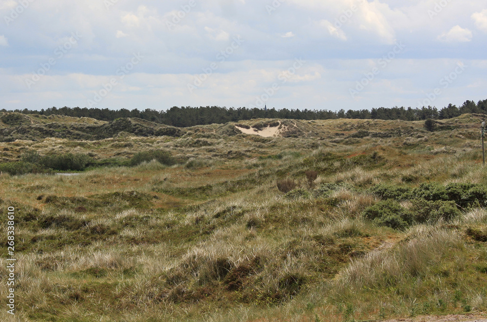 landscape with green field and blue sky at Terschelling