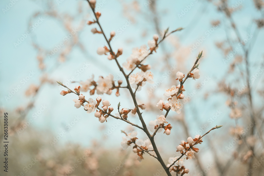 Spring cherry blossom in day light