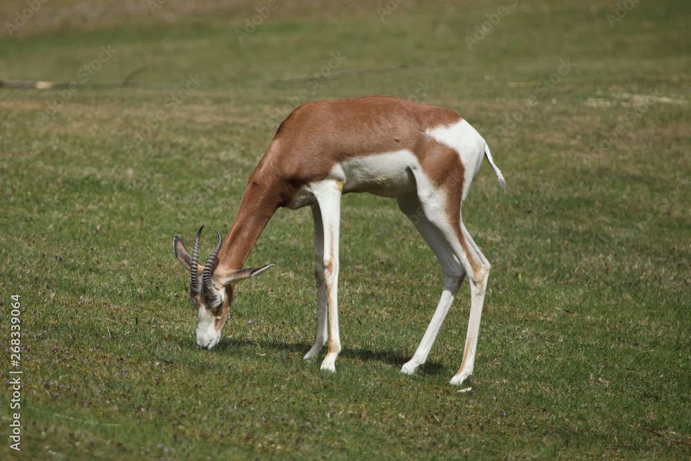 Mhorr gazelle (Nanger dama mhorr) Mhorr gazelle (Nanger dama mhorr)