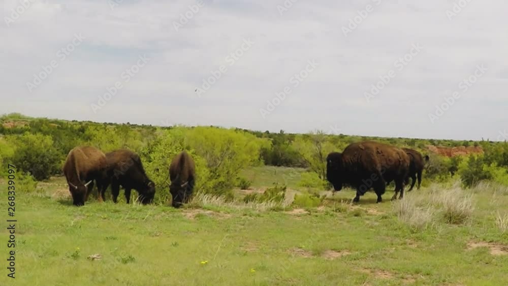 Buffalo Grazing On Green Grass Distant- Caprock Canyon State Park Buffalo Grazing On Green Grass Distant- Caprock Canyon State Park