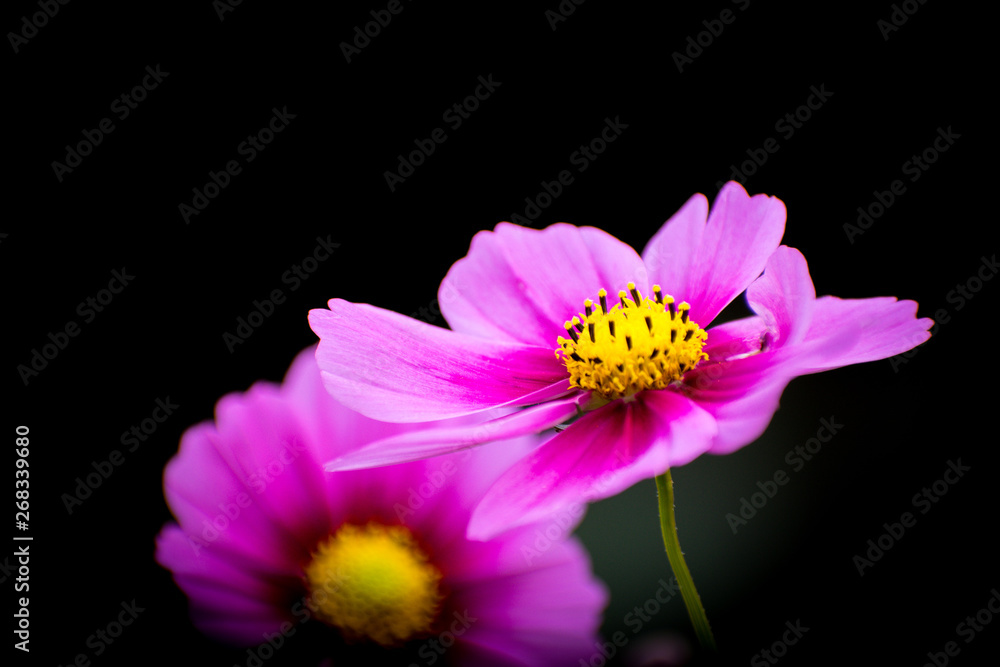 pink flower pink flower