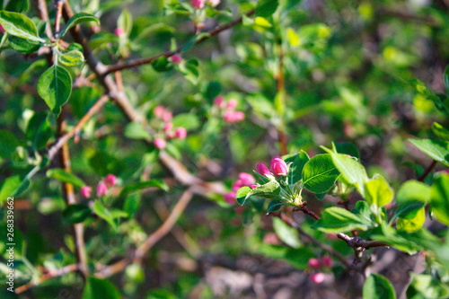 Abandoned orchards blooming in the spring