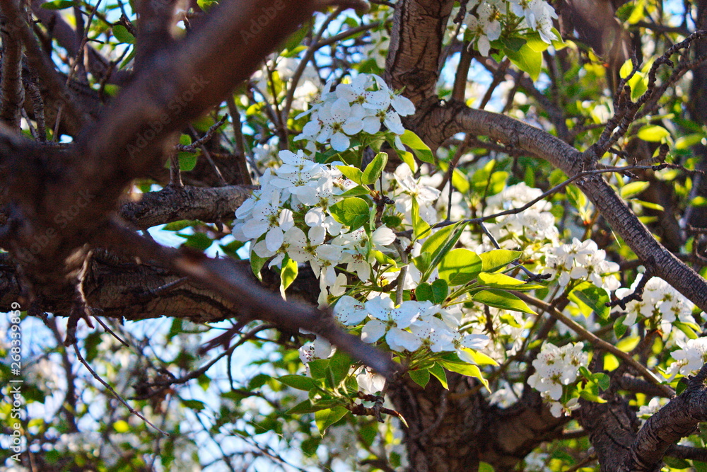 Abandoned orchards blooming in the spring Abandoned orchards blooming in the spring