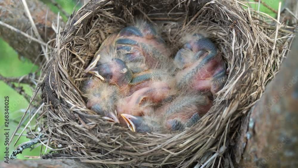 Little newborn chicks of a thrush are sleeping in a nest on the wind Little newborn chicks of a thrush are sleeping in a nest on the wind
