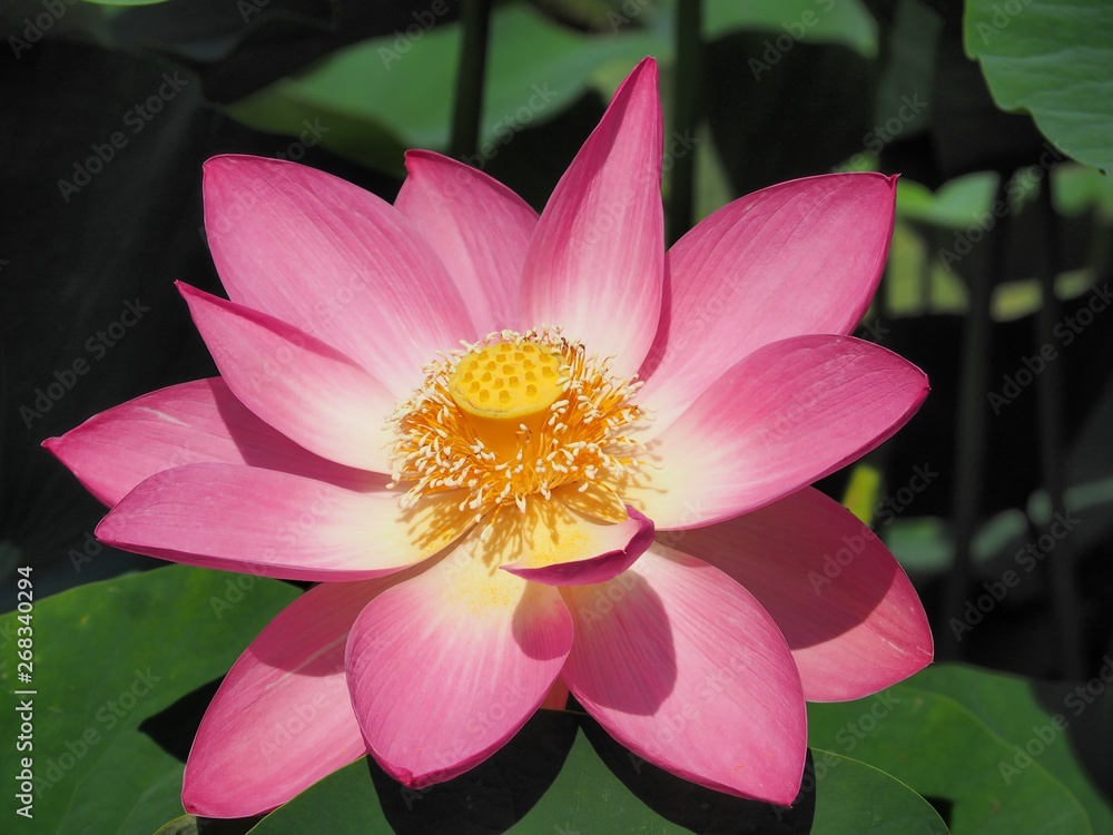 Lotus Flower, the third day of blooming