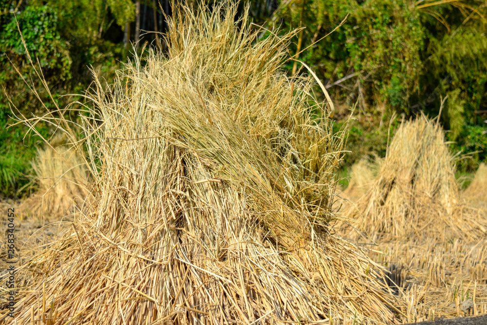 Fototapeta premium 稲ハデ 稲藁干し