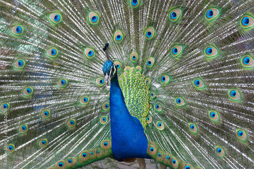 Obraz premium Peacock with feathers out