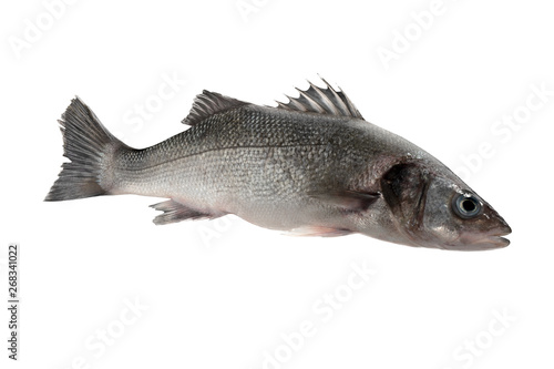 Sea bass fish isolated on white background
