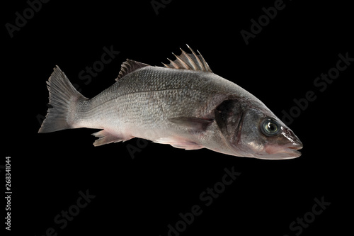 Sea bass live fish isolated on black background
