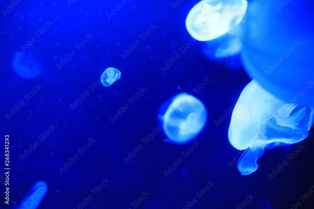 水中で光る海月 水中で光る海月