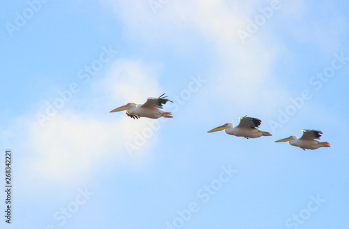 A flock of pelicans flying in the sky. Three birds fly in a row.