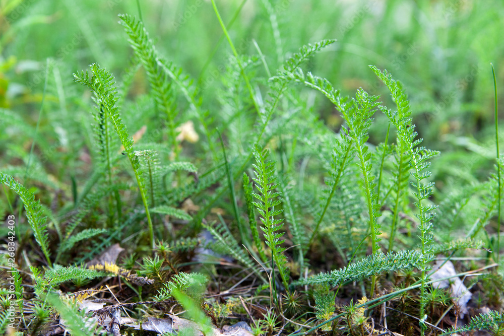 Emerald green leaves of yarrow Emerald green leaves of yarrow
