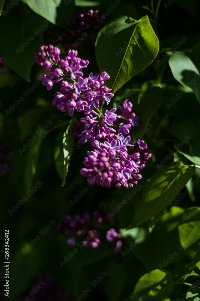 A branch of lilac flowers illuminated by the sun A branch of lilac flowers illuminated by the sun