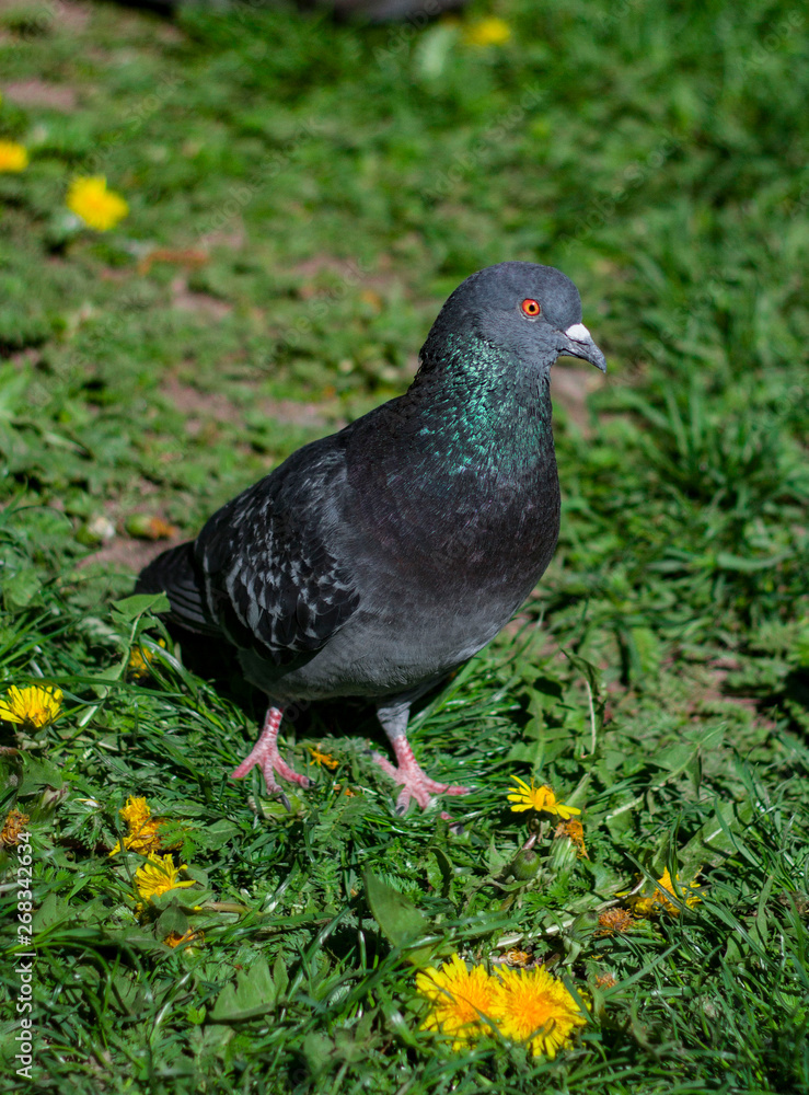 Closeup of pigeons resting on the grass Closeup of pigeons resting on the grass