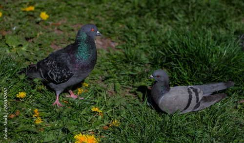 Closeup of pigeons resting on the grass