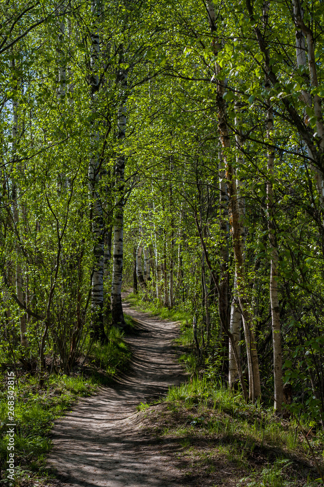 forest path between the tall roots of trees lit by the sun forest path between the tall roots of trees lit by the sun