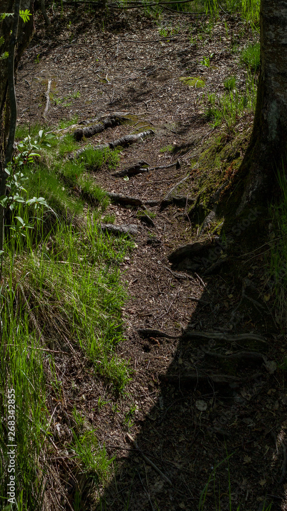 tree trail in the forest tree trail in the forest