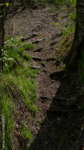 tree trail in the forest