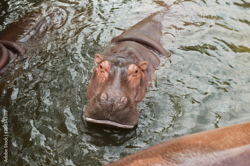 large cute adult hungry hippos waiting in their pool to be fed by visitors to the zoo in Northern Thailand, Southeast Asia