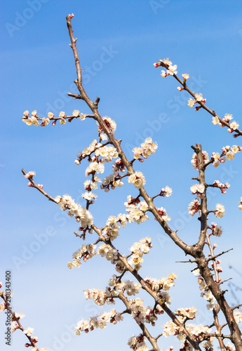 The branchs of apricot tree in blooming in the garden.