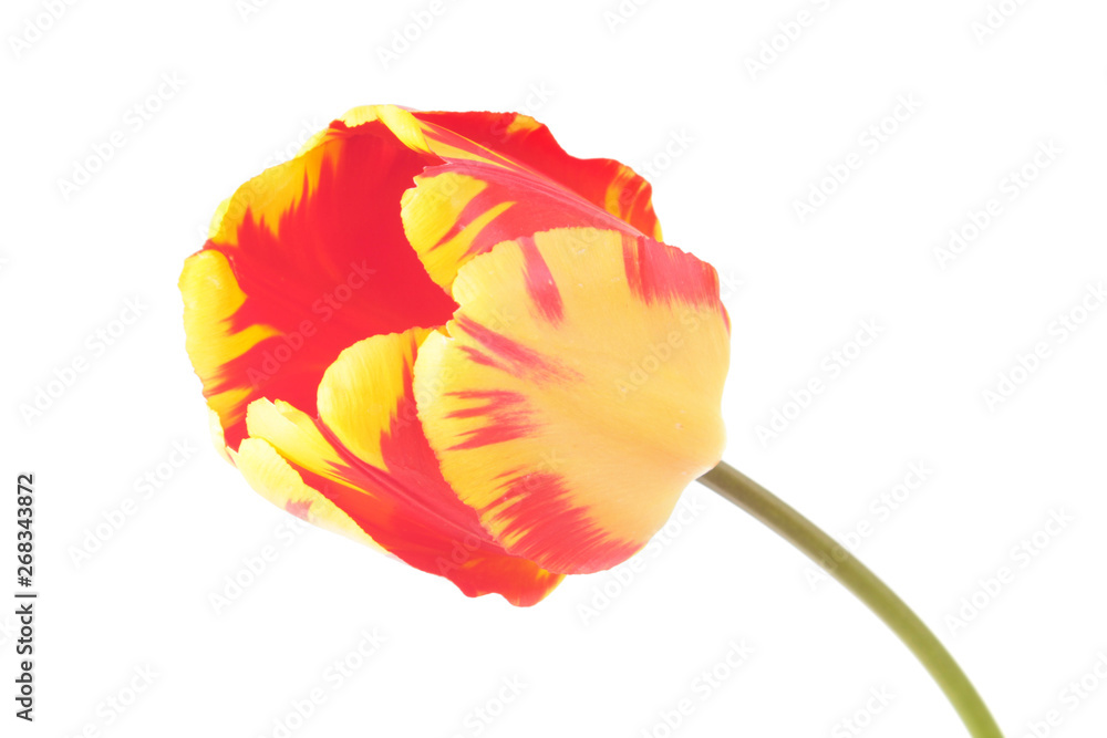 Red-yellow tulip flower close-up isolated on white background. Cultivar Banja Luka from Darwin Hybrid Red-yellow tulip flower close-up isolated on white background. Cultivar Banja Luka from Darwin Hybrid