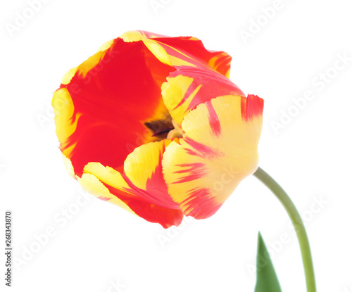 Red-yellow tulip flower close-up isolated on white background. Cultivar Banja Luka from Darwin Hybrid