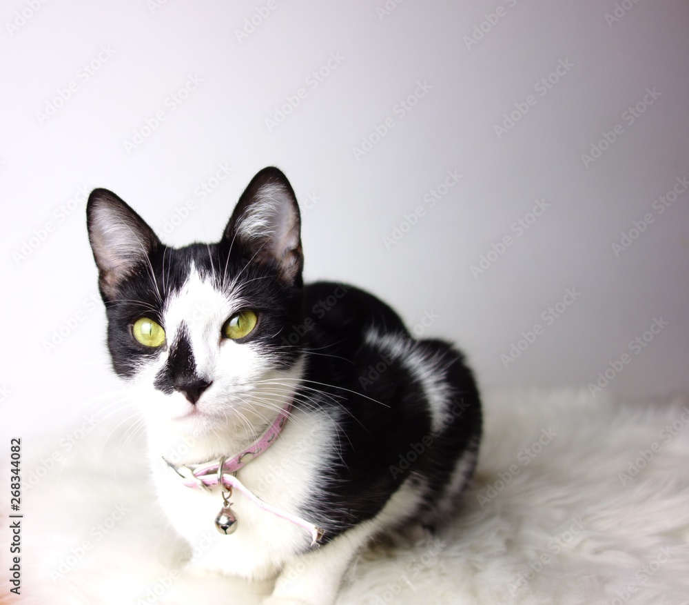 tounge female black and white tuxedo cat with green eyes isolated on background tounge female black and white tuxedo cat with green eyes isolated on background