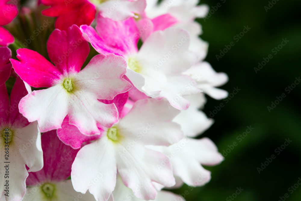 Verbena flowers close up Verbena flowers close up