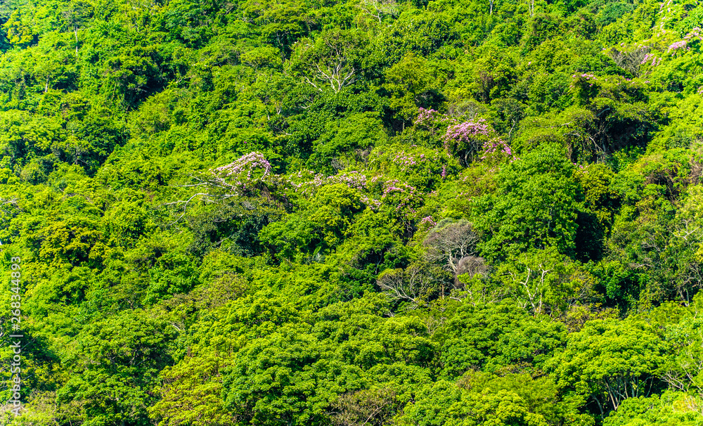 Detalhes de uma floresta tropical florida