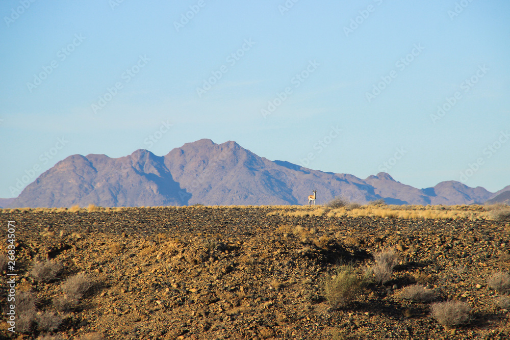 Namibian desert mountain landscape and lonely antelope in the background.