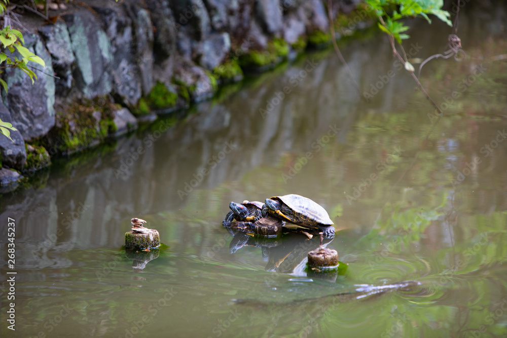 池の杭に乗って甲羅干しするミドリガメ Stock 写真 Adobe Stock