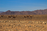 Deserted dry orange landscape of Namibia and antelope running away.