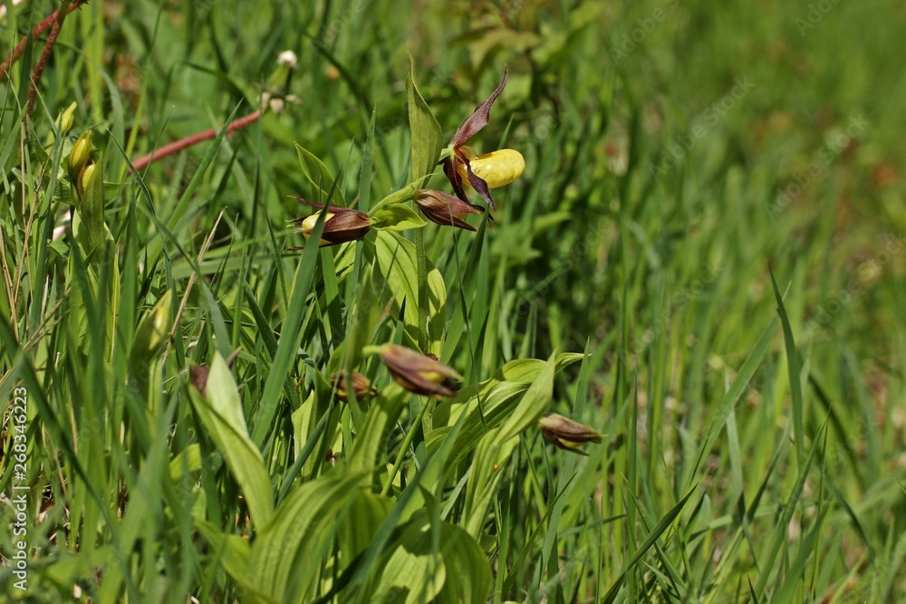 Frisch aufgeblühter Gelber Frauenschuh (Cypripedium calceolus) Frisch aufgeblühter Gelber Frauenschuh (Cypripedium calceolus)