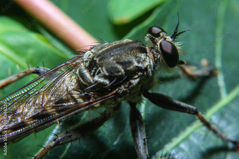 Macro Photography of Orange Robber Fly hunting an insect. Wild nature predator on the green leaf Isolated on green leaf background. It is wet because of rain Macro Photography of Orange Robber Fly hunting an insect. Wild nature predator on the green leaf Isolated on green leaf background. It is wet because of rain