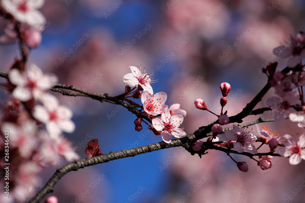 Flower, Rose - Flower, City, Flower Head, Formal Garden, Meadow, Springtime, Alley, April, Backgrounds, Beauty, Beauty In Nature, Blossom, Blowing, Botany, Bright, Cherry Blossom, Cloudscape, Footpath Flower, Rose - Flower, City, Flower Head, Formal Garden, Meadow, Springtime, Alley, April, Backgrounds, Beauty, Beauty In Nature, Blossom, Blowing, Botany, Bright, Cherry Blossom, Cloudscape, Footpath