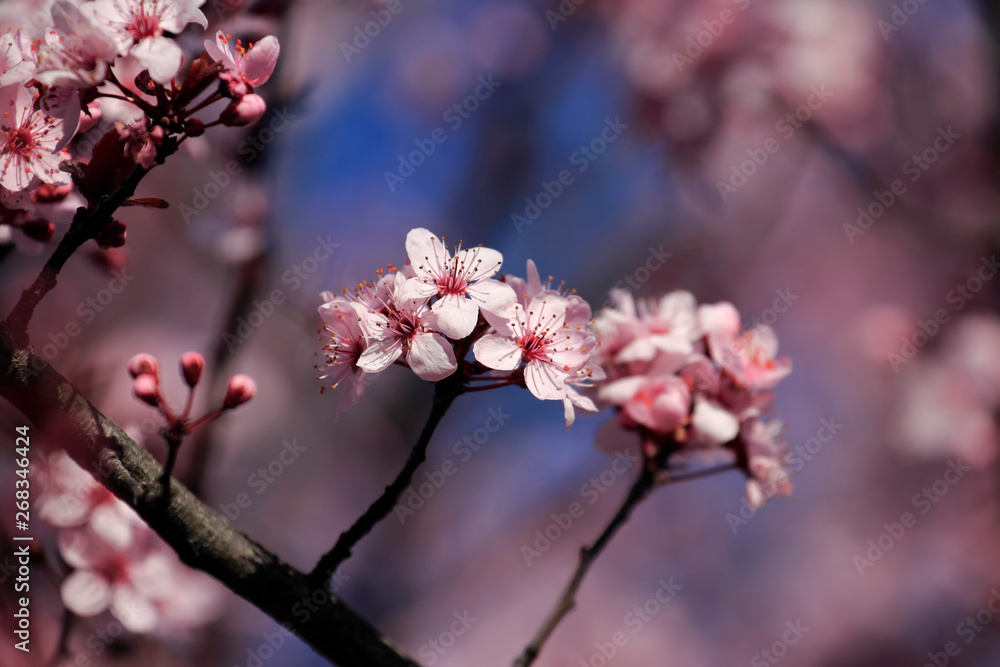 Flower, Rose - Flower, City, Flower Head, Formal Garden, Meadow, Springtime, Alley, April, Backgrounds, Beauty, Beauty In Nature, Blossom, Blowing, Botany, Bright, Cherry Blossom, Cloudscape, Footpath
