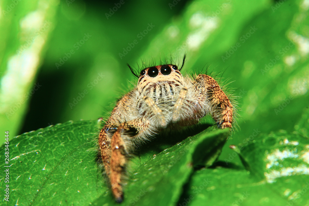 A macro image of Jumping spider (Salticidae, Hyllus diardi female) with good sharpen and detailed, hair, eye, and face very clear. It is brave and standing on the green leaf A macro image of Jumping spider (Salticidae, Hyllus diardi female) with good sharpen and detailed, hair, eye, and face very clear. It is brave and standing on the green leaf