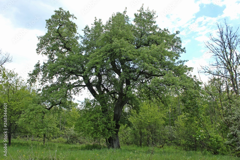 Uralter riesiger Birnbaum im Weserbergland