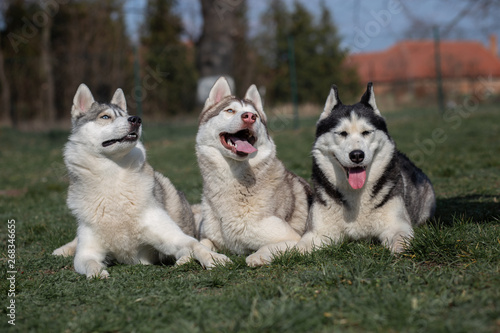 Siberian Husky - three dogs