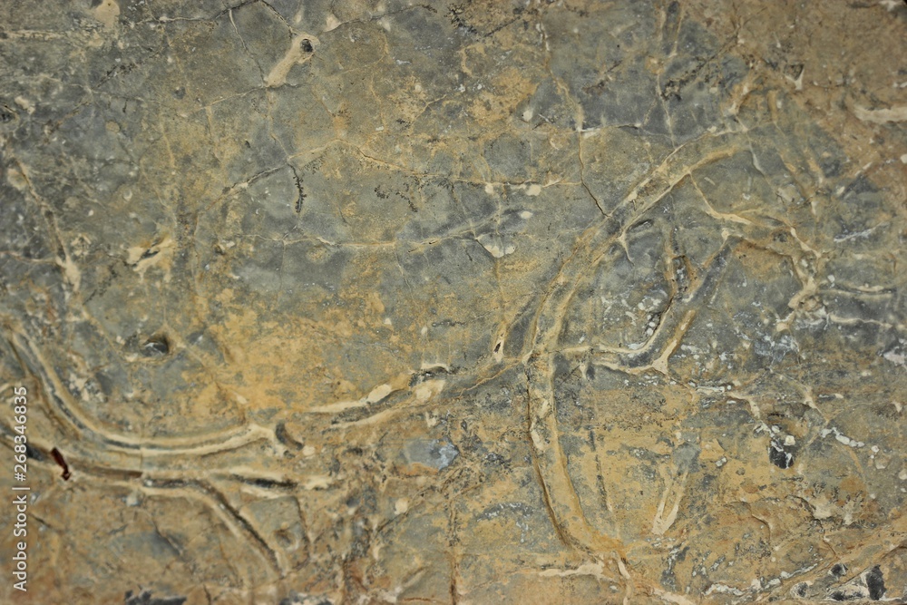 Fossile Wurmgänge in Muschelkalk im Weserbergland Fossile Wurmgänge in Muschelkalk im Weserbergland