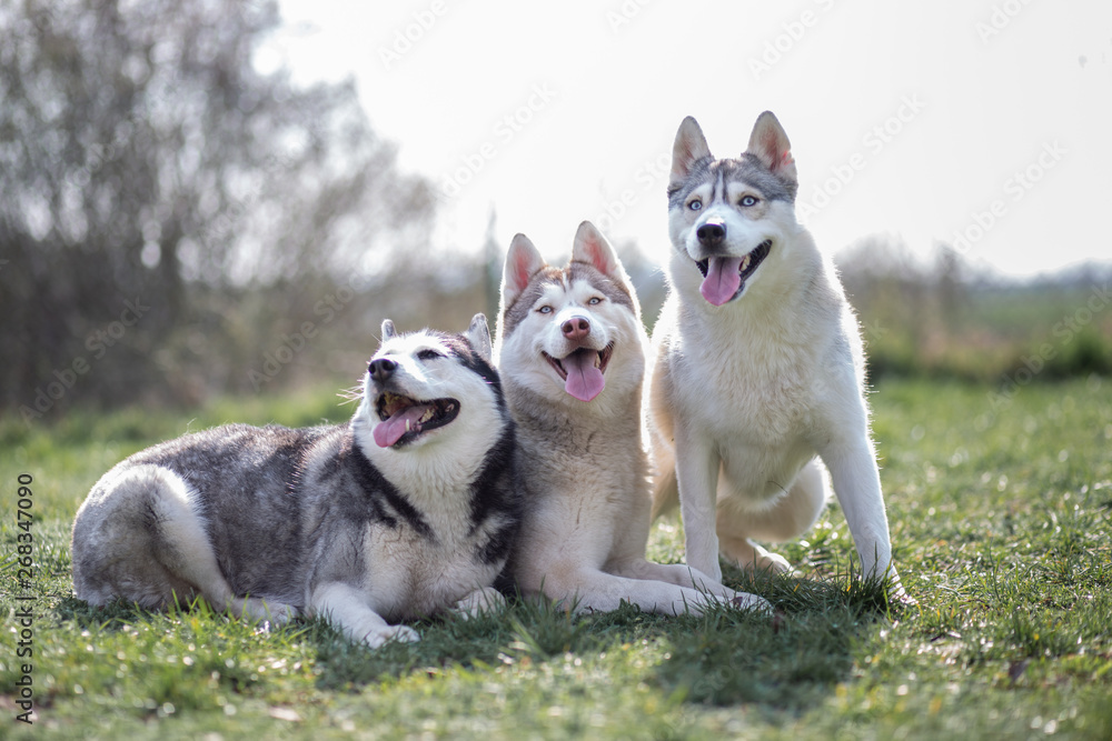 Siberian Husky - three dogs