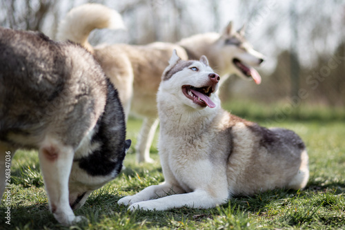 Photography Siberian Husky - three dogs