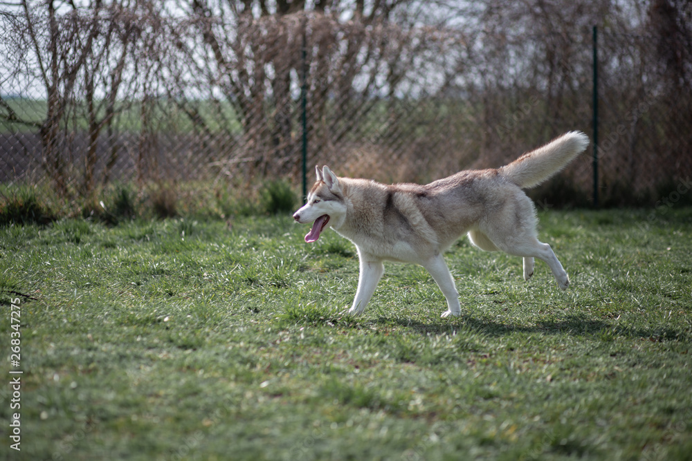 Siberian Husky portrait Siberian Husky portrait