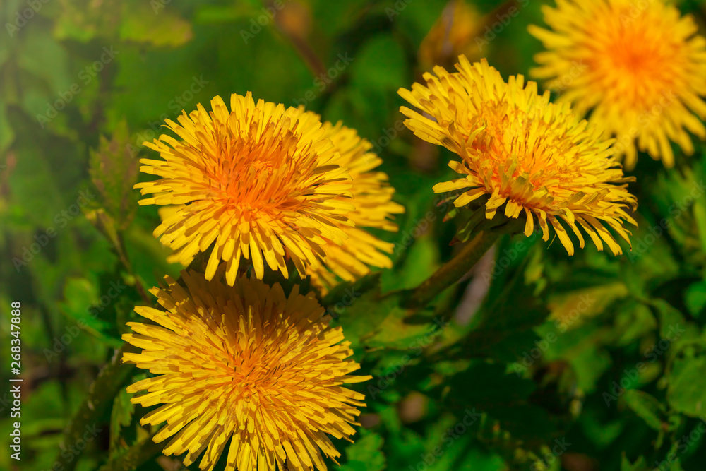 Close up of blooming bright yellow dandelion flowers in garden on spring time, detail of bright common dandelions at springtime,medical herb and food ingredient Close up of blooming bright yellow dandelion flowers in garden on spring time, detail of bright common dandelions at springtime,medical herb and food ingredient