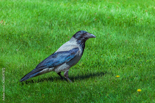 Black crow, corvus corone, common crow on green grass photo