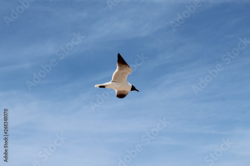 Gull in flight