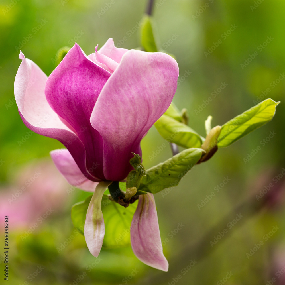 Fototapeta premium magnolia flower
