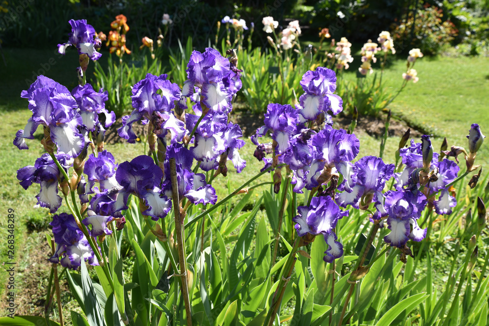 Iris bleu et blanc au jardin
